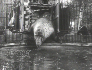 1955-L’arrivé à Hambourg d’un éléphant de mer pour le zoo.
