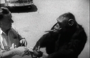1948- Cirque aux USA, des singes à l’image de l’homme.