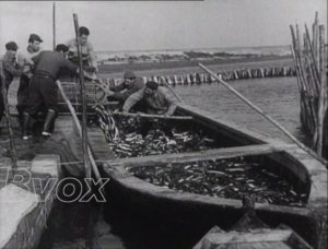 1952- Gastronomie : Après les inondations en Italie, pêche aux anguilles.