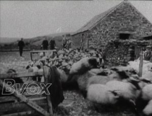 1948- Tondu et champion en herbe.