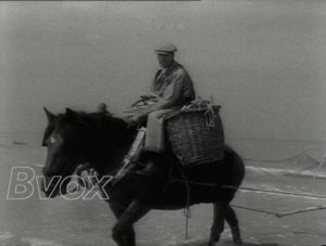 1950- Concours de pêcheurs de crevettes à cheval à Oostduinkerke.