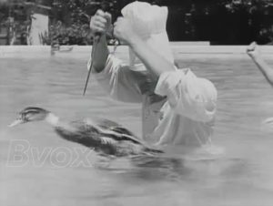 1950- Insolite : Chasse au canard sans fusil.