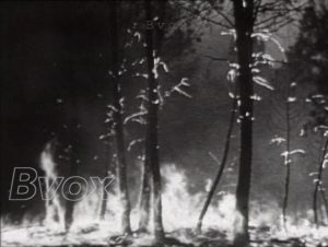 1949- Catastrophe naturelle : En France, le feu dévaste la forêt landaise ravageant les plantations de pins résineux.