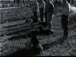 1950- Championnat pour chiens d’arrêt à Marsica.