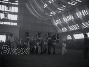1950- 55ème concours du cheval de trait belge.