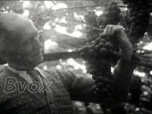 1948- Fête du raisin à Hoeilaert.